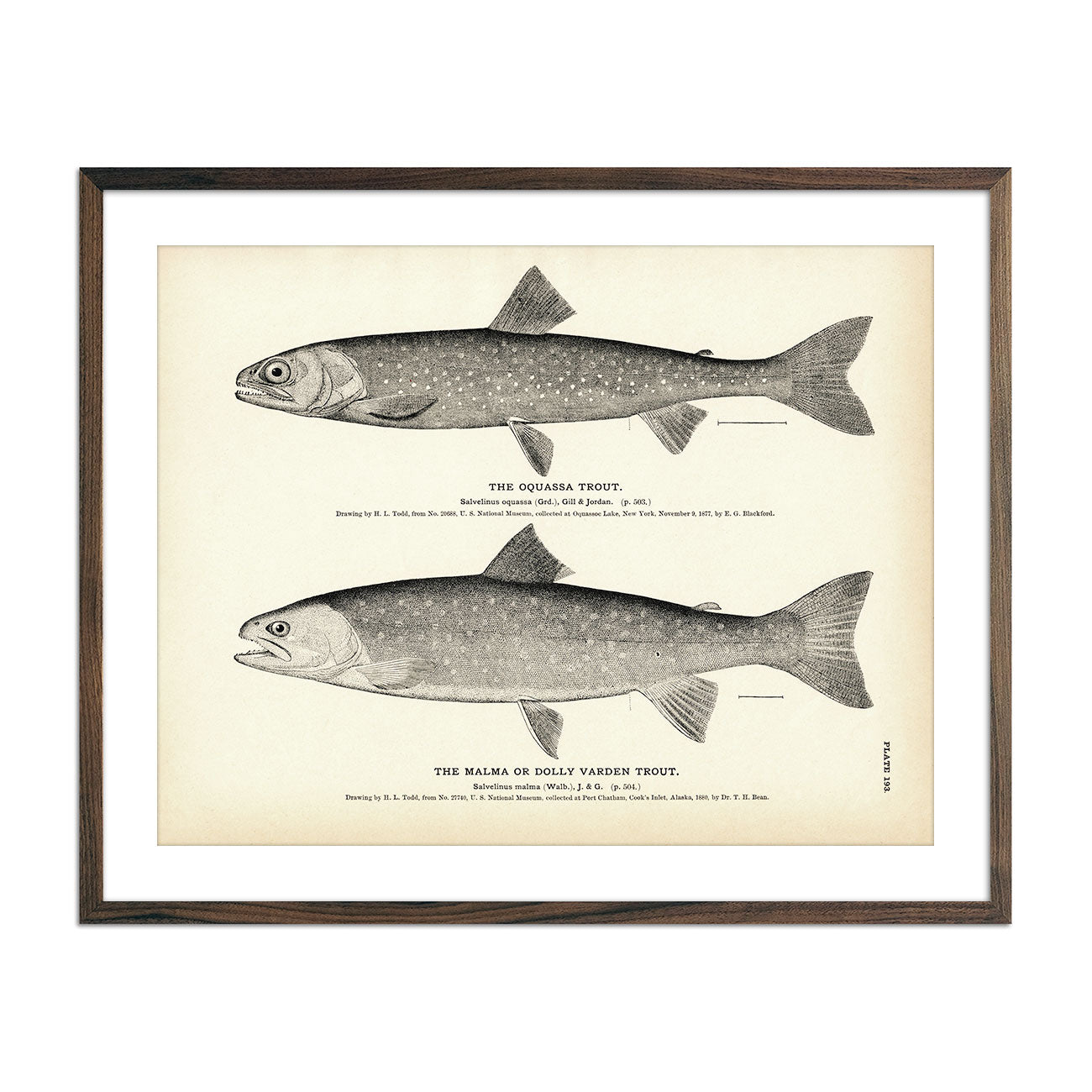 Vintage Oquassa Trout and Malma fish print