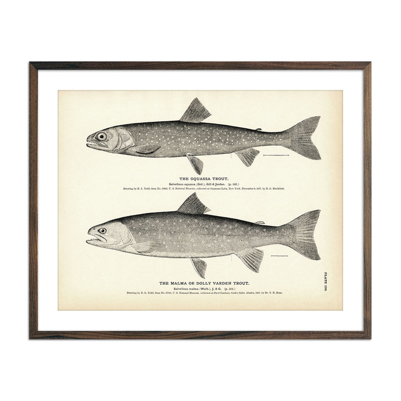 Oquassa Trout and Malma (Dolly Varden Trout) Art Print - Muir Way - Fisheries