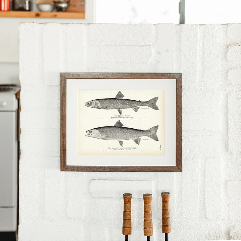 Oquassa Trout and Malma (Dolly Varden Trout) Art Print - Muir Way - Fisheries