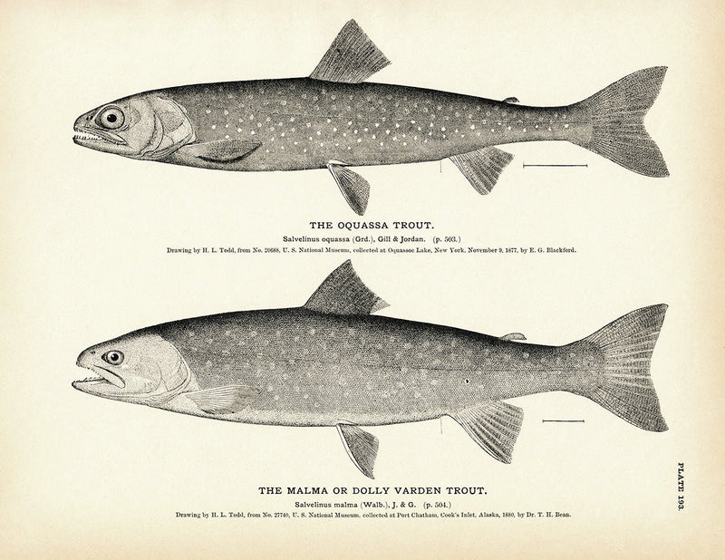 Oquassa Trout and Malma (Dolly Varden Trout) Art Print - Muir Way - Fisheries