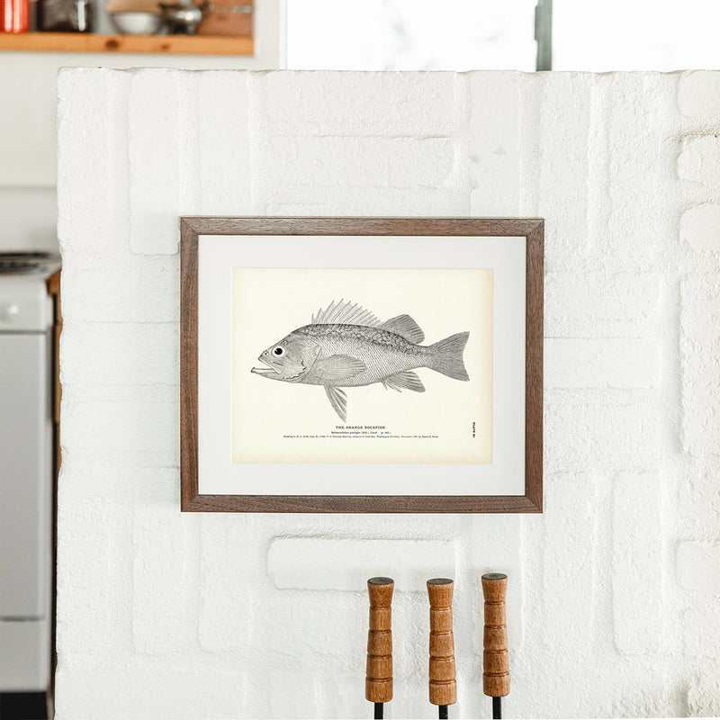 Orange Rockfish Art Print - Muir Way - Fisheries