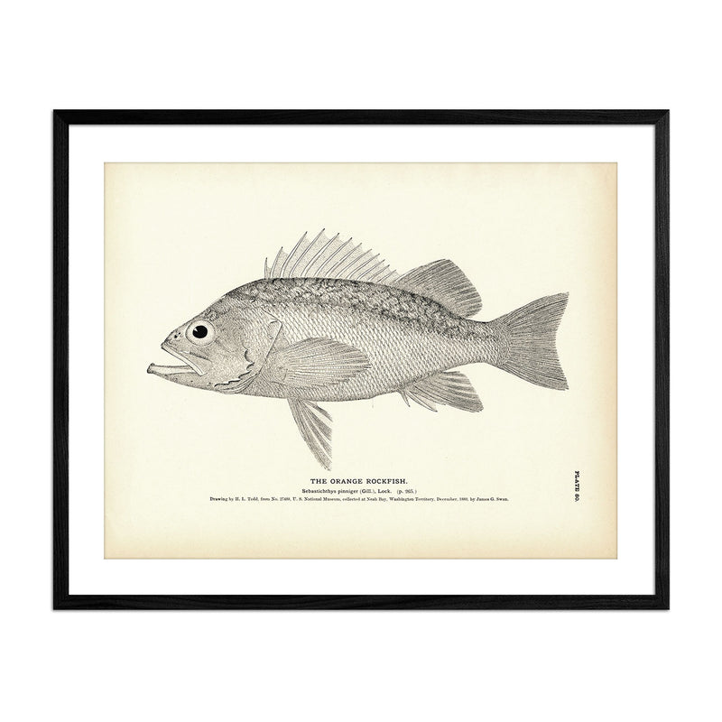 Orange Rockfish Art Print - Muir Way - Fisheries