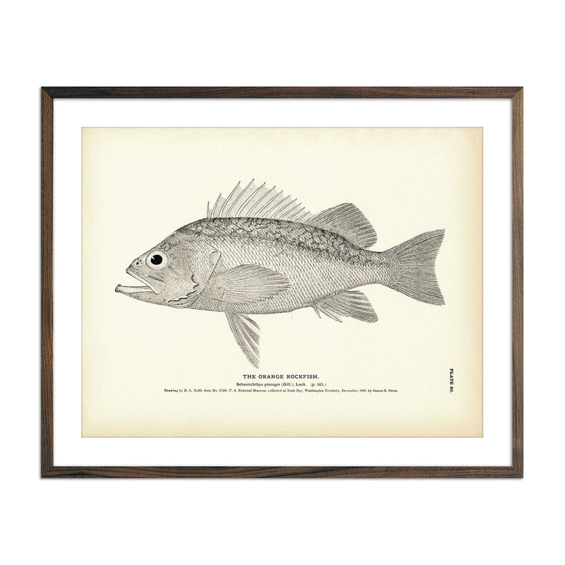 Orange Rockfish Art Print - Muir Way - Fisheries