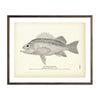 Vintage Orange Rockfish print
