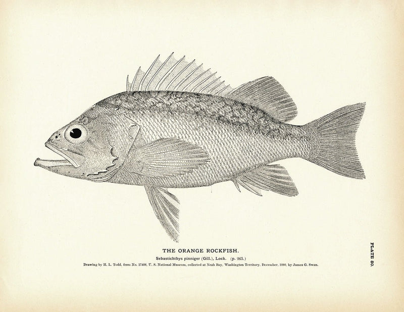 Orange Rockfish Art Print - Muir Way - Fisheries