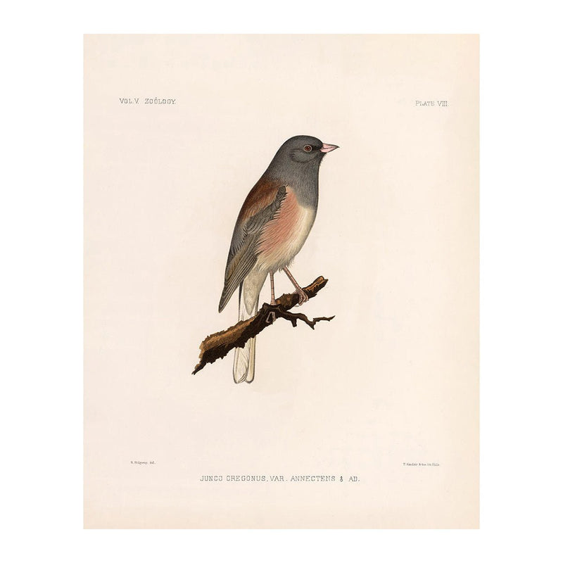 Oregon Junco Art Print - Muir Way - Animals