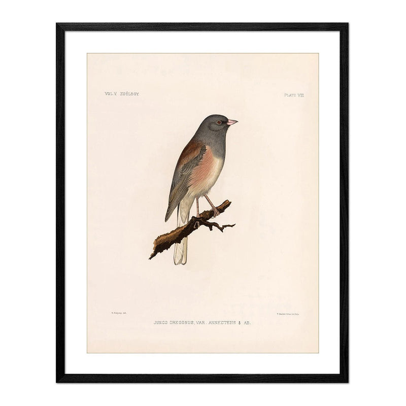 Oregon Junco Art Print - Muir Way - Animals