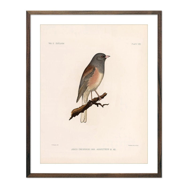 Oregon Junco Art Print - Muir Way - Animals