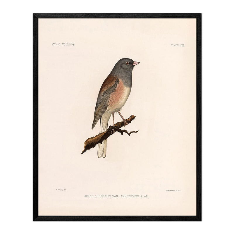 Oregon Junco Art Print - Muir Way - Animals