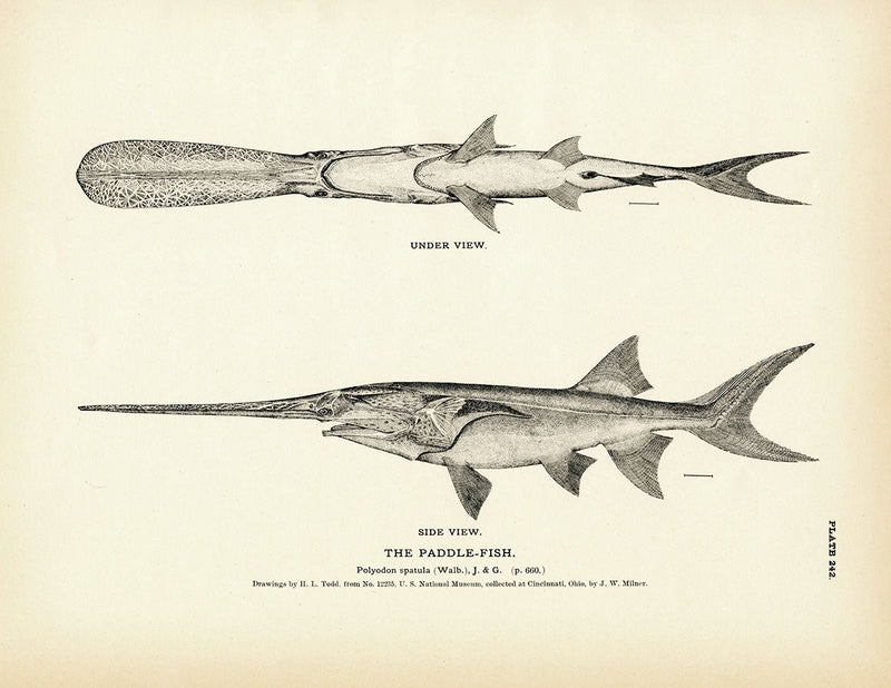 Paddle - Fish Art Print - Muir Way - Fisheries