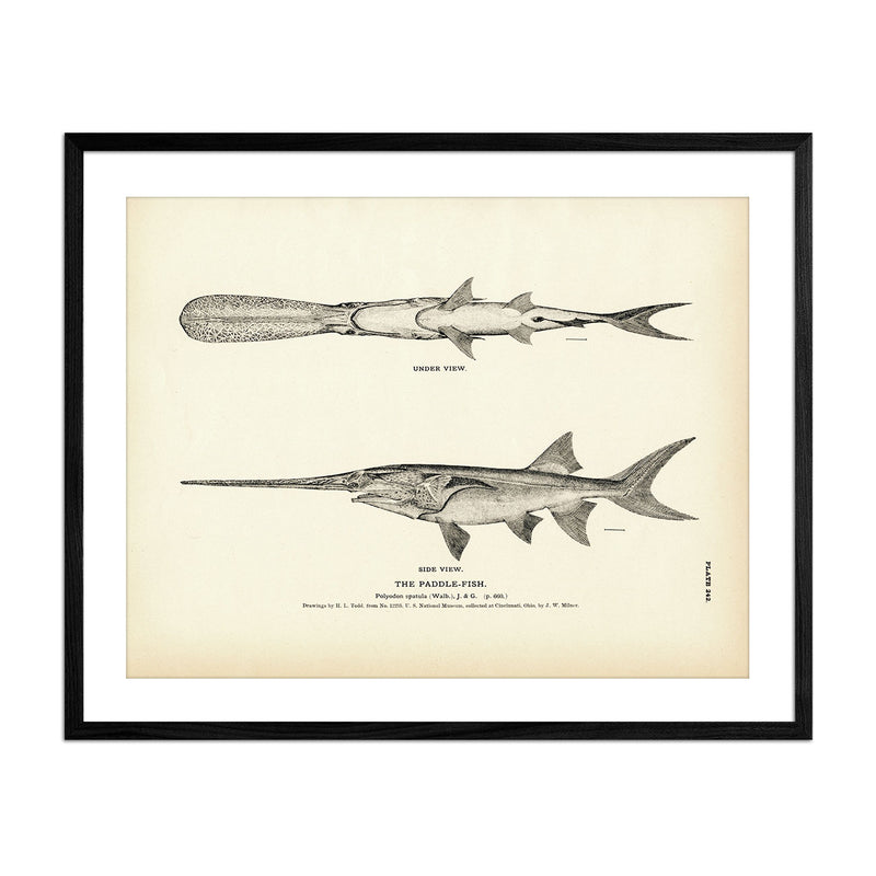 Paddle - Fish Art Print - Muir Way - Fisheries