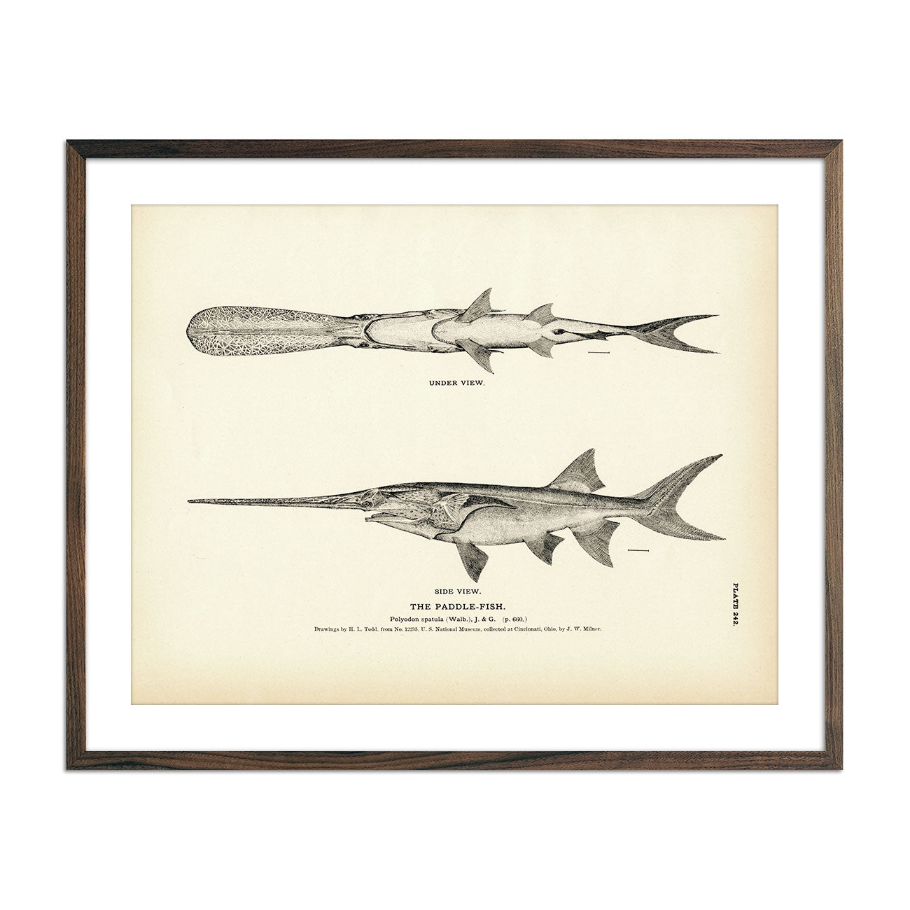 Vintage Paddle-fish print
