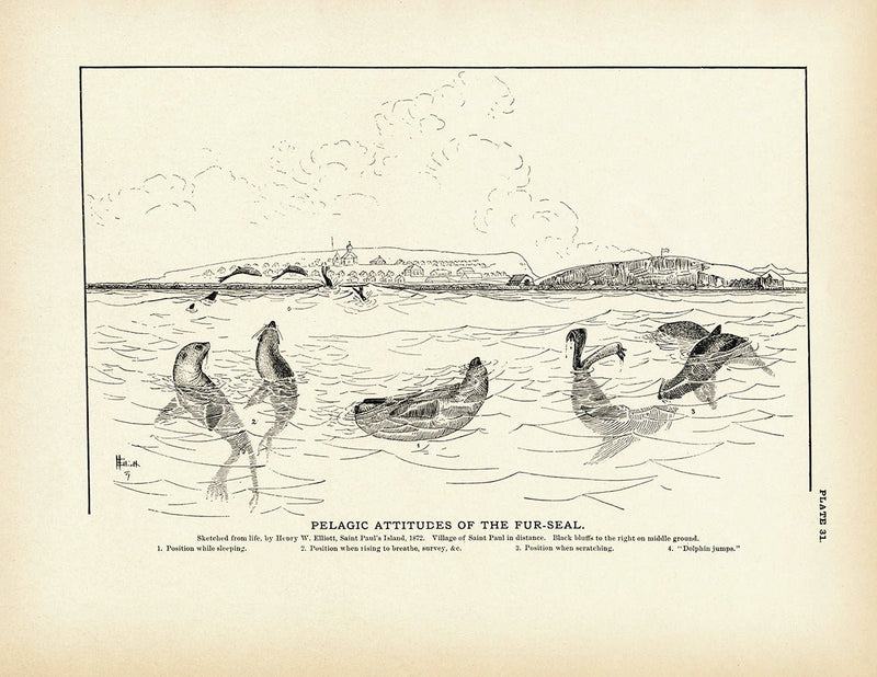 Pelagic Attitudes of the Fur - Seal Art Print - Muir Way - Fisheries