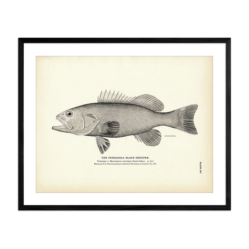 Pensacola Black Grouper Art Print - Muir Way - Fisheries