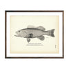 Vintage Pensacola Black Grouper fish print
