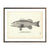 Vintage Pensacola Black Grouper fish print