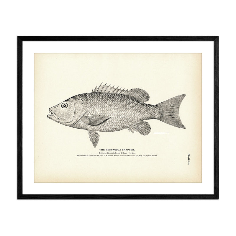 Pensacola Snapper Art Print - Muir Way - Fisheries