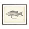 Vintage Pensacola Snapper fish print