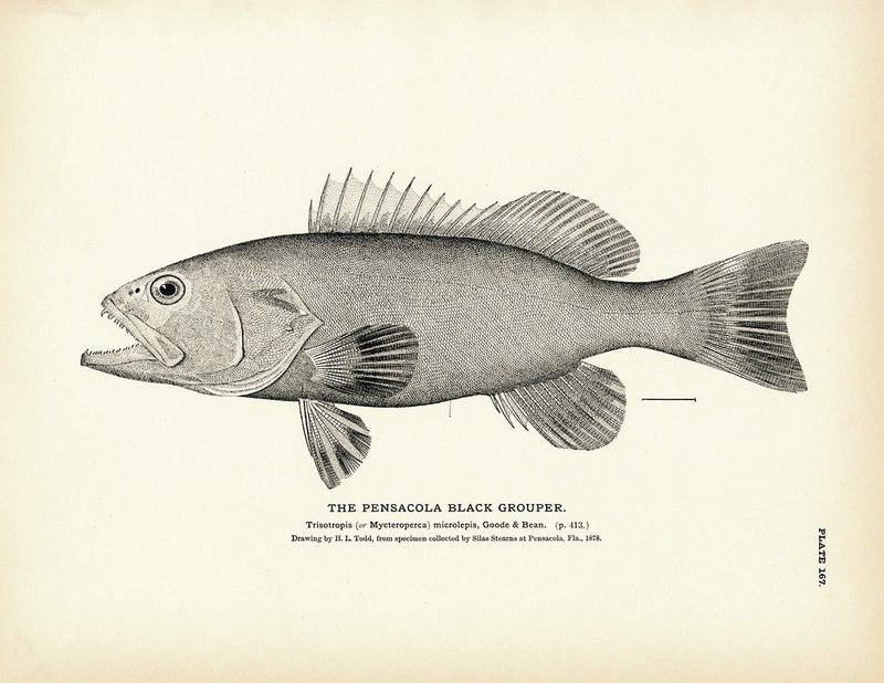 Pensacola Black Grouper Art Print - Muir Way - Fisheries