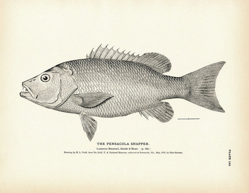Pensacola Snapper Art Print - Muir Way - Fisheries