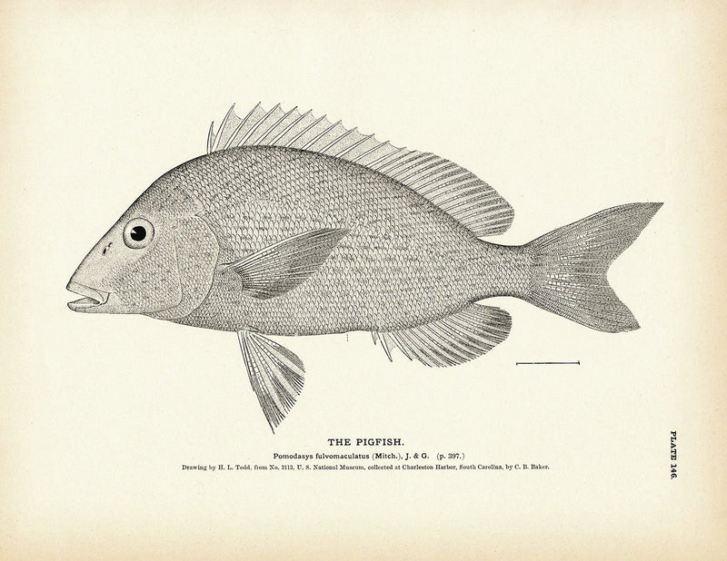 Pigfish Art Print - Muir Way - Fisheries