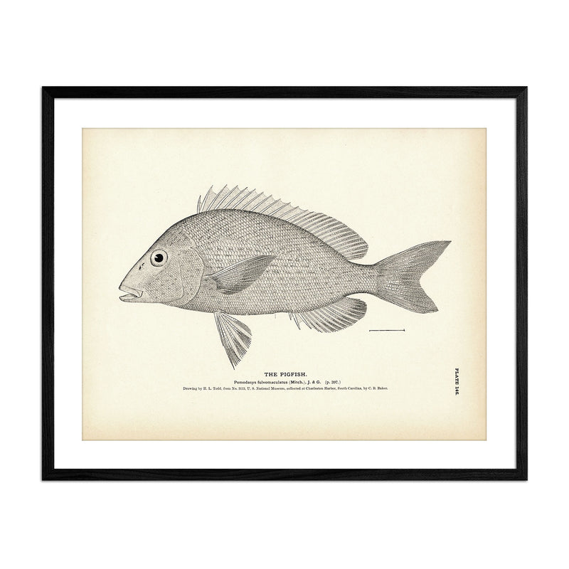 Pigfish Art Print - Muir Way - Fisheries