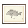 Vintage pigfish print