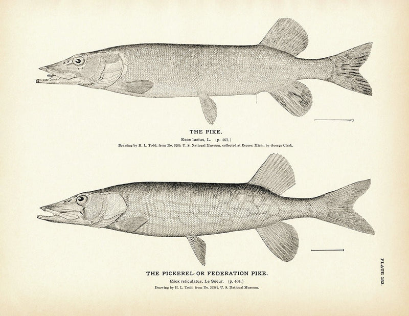 Pike and Pickerel (Federation Pike) Art Print - Muir Way - Fisheries