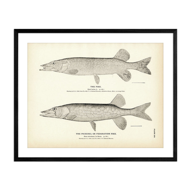 Pike and Pickerel (Federation Pike) Art Print - Muir Way - Fisheries