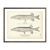 Vintage Pike and Pickerel fish print
