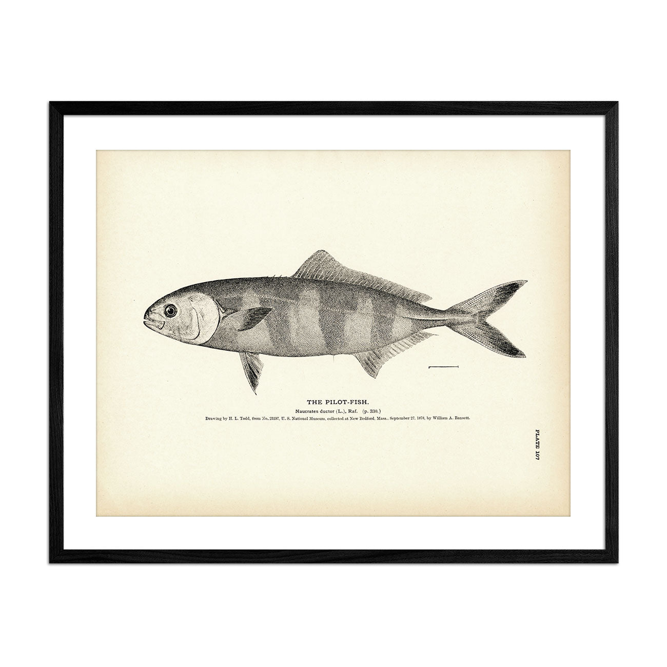 Pilot Fish (Naucrates Ductor), Fishes' Art Print - Encyclopaedia  Britannica 