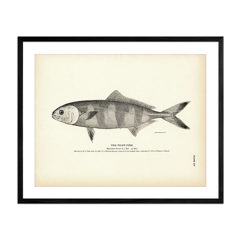 Pilot - Fish Art Print - Muir Way - Fisheries