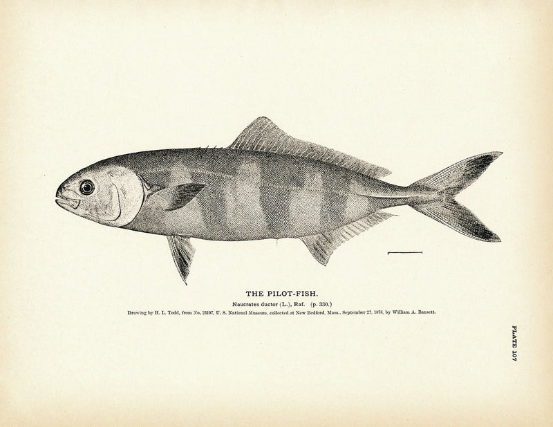 Pilot - Fish Art Print - Muir Way - Fisheries