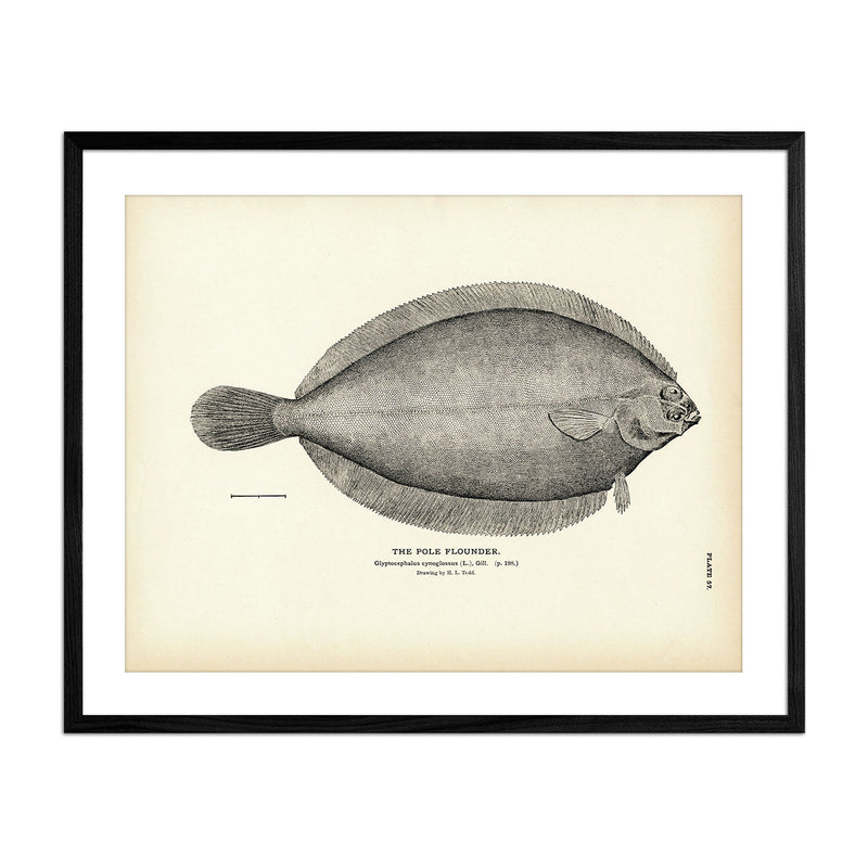 Pole Flounder Art Print - Muir Way - Fisheries