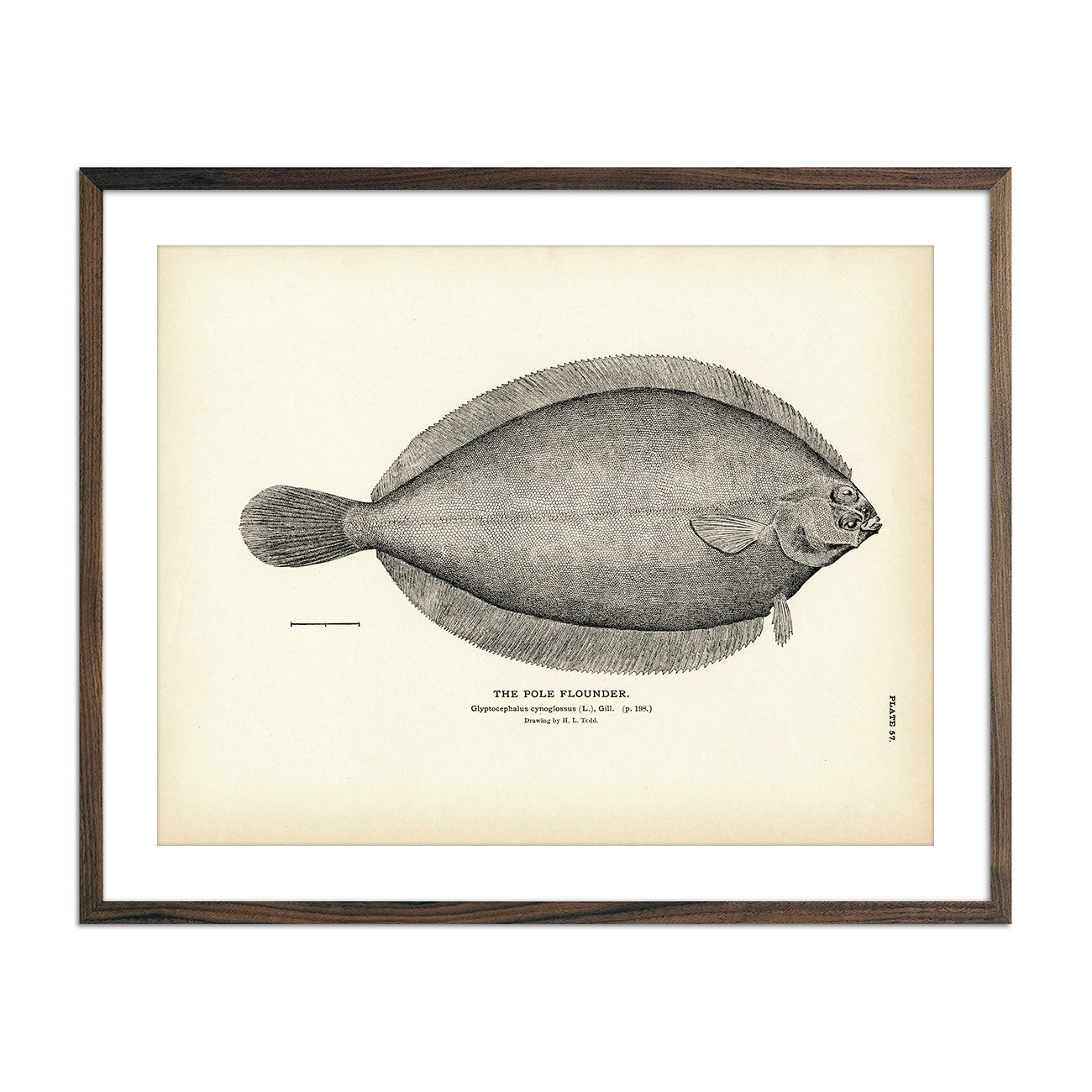 Vintage Pole Flounder fish print