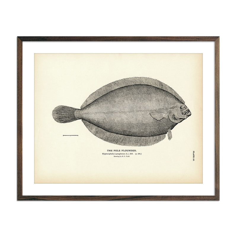 Pole Flounder Art Print - Muir Way - Fisheries