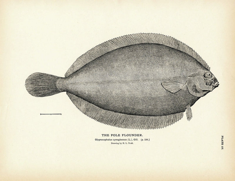 Pole Flounder Art Print - Muir Way - Fisheries
