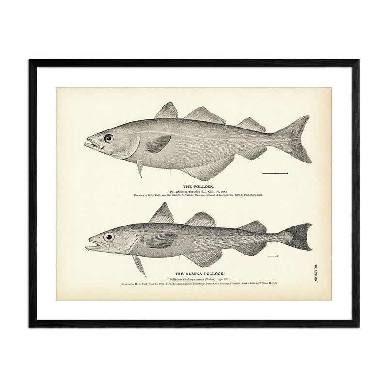 Pollock and Alaska Pollock Art Print - Muir Way - Fisheries