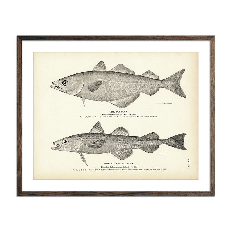 Pollock and Alaska Pollock Art Print - Muir Way - Fisheries