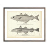 Vintage Pollock and Alaska Pollock fish print
