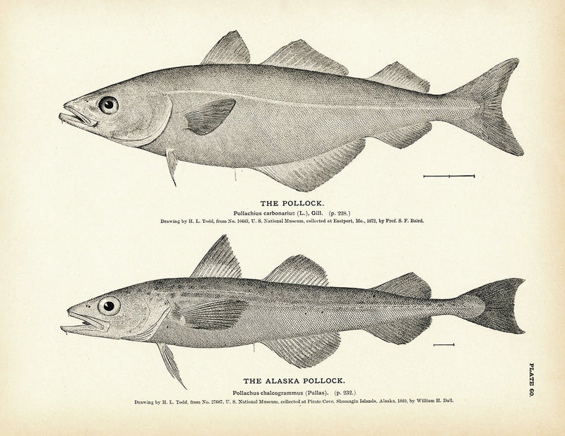 Pollock and Alaska Pollock Art Print - Muir Way - Fisheries