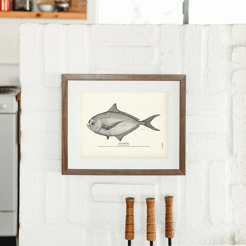 Pomfret Art Print - Muir Way - Fisheries