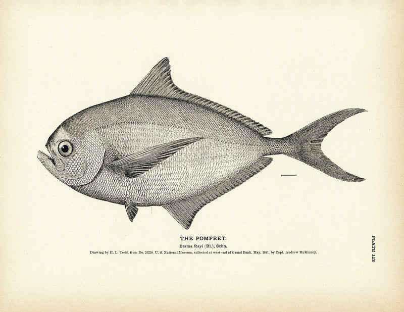 Pomfret Art Print - Muir Way - Fisheries