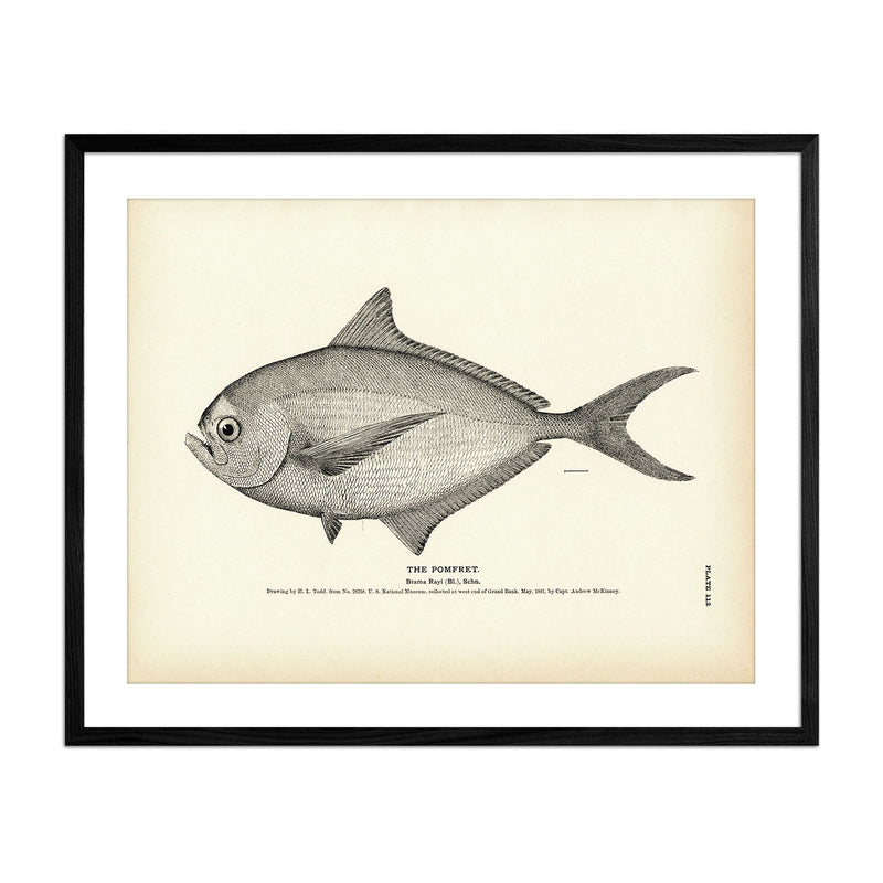 Pomfret Art Print - Muir Way - Fisheries