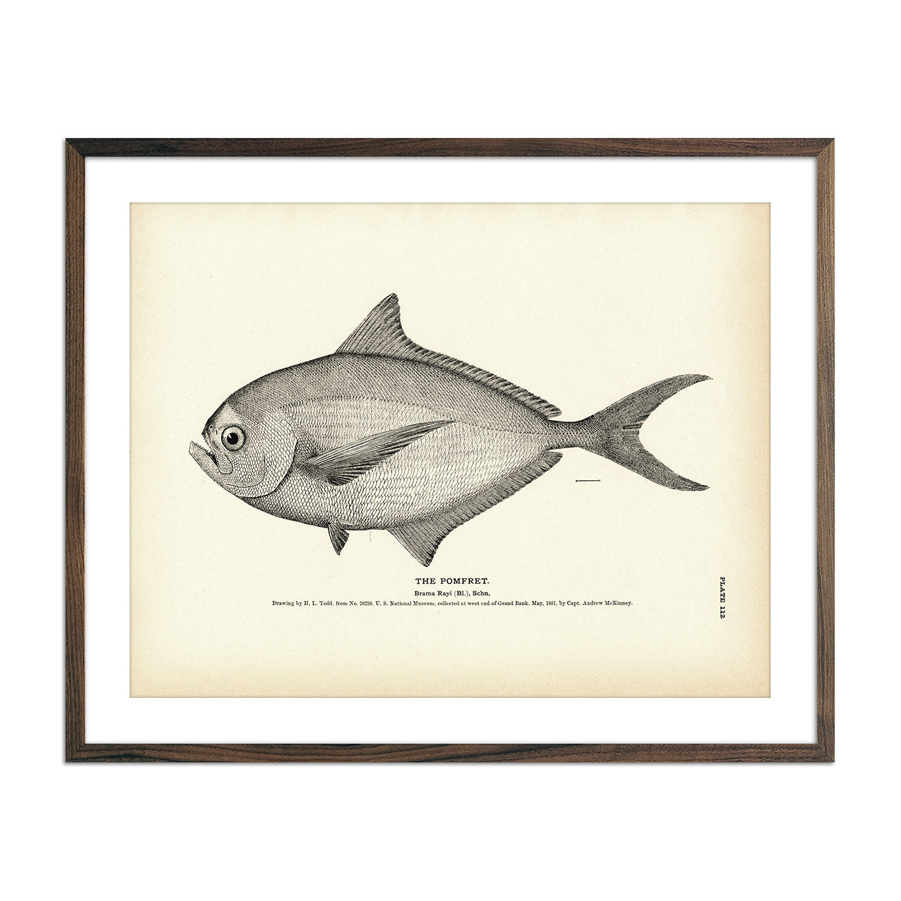 Vintage Pomfet fish print
