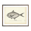 Vintage Pomfet fish print