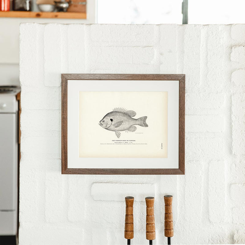 Pumpkin - Seed (Sunfish) Art Print - Muir Way - Fisheries