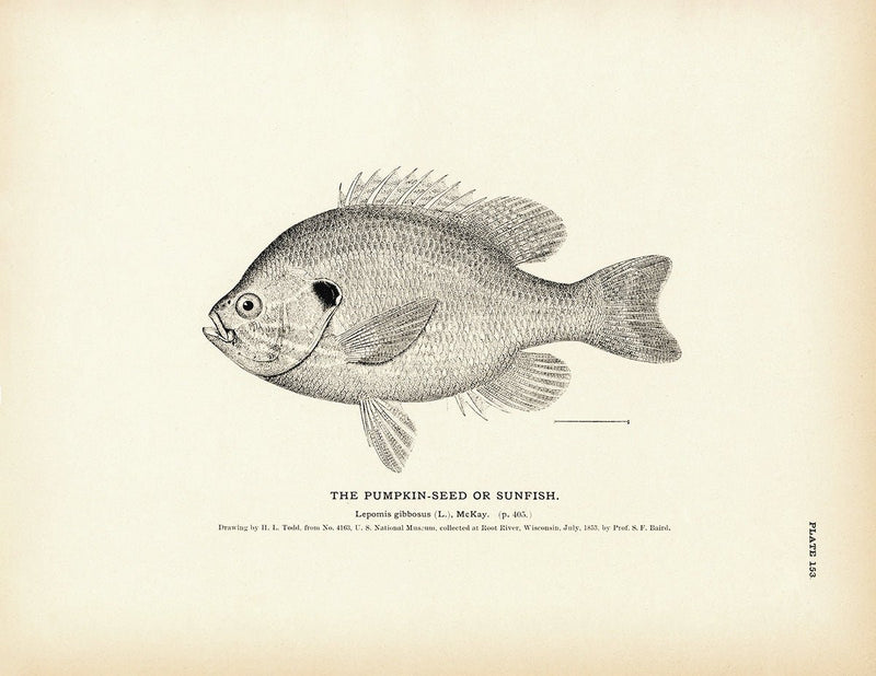 Pumpkin - Seed (Sunfish) Art Print - Muir Way - Fisheries