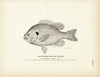 Pumpkin-Seed (Sunfish) Art Print