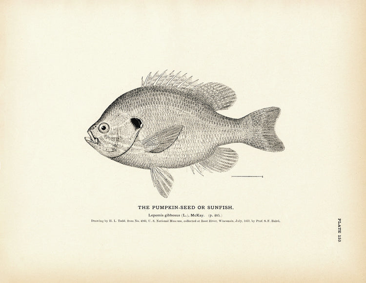 Ocean Sunfish Scientific Print – Francesca Page Collections